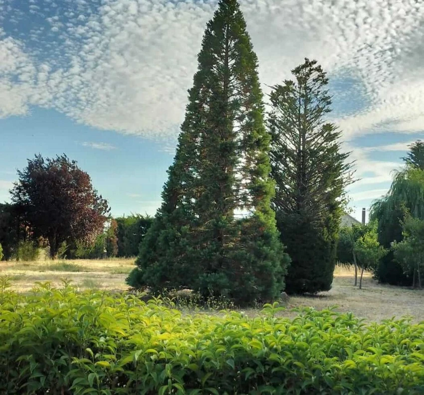 Finca urbana en Cubillos