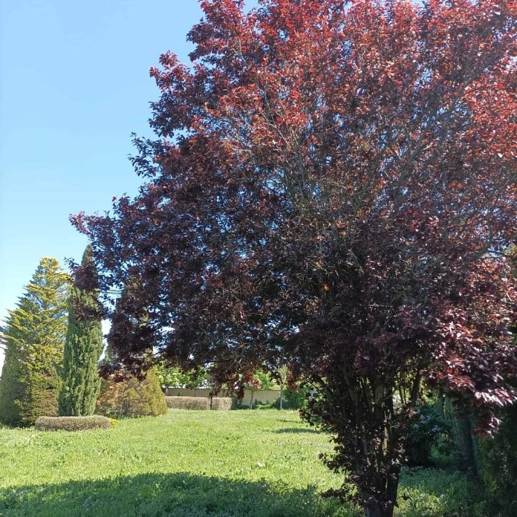 Finca urbana en Cubillos